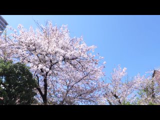 nact-177